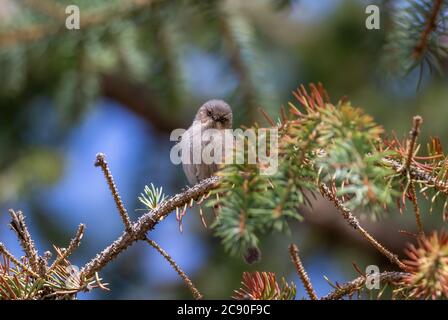 Une femelle d'oiseau de Bushtit américain sur un conifère fait contact avec les yeux de sa perche au-dessus. Banque D'Images