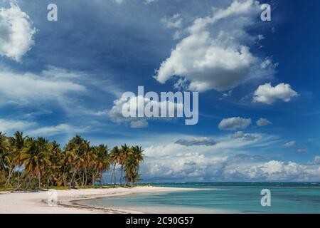 Caraïbes, Punta Cana, République dominicaine, palmiers à noix de coco sur la plage tropicale Banque D'Images