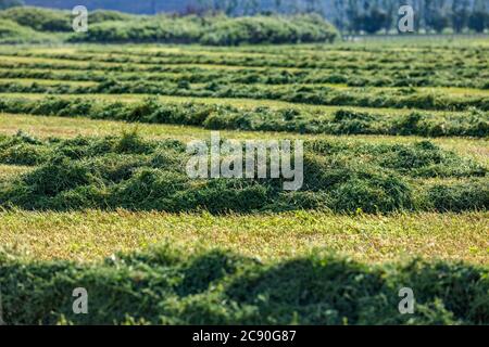 États-Unis, Idaho, Sun Valley, herbe fraîchement coupée dans le champ Banque D'Images