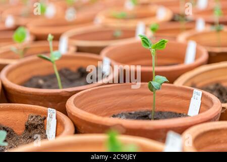 la germination des plantes sur les pots et les étiquettes de près Banque D'Images