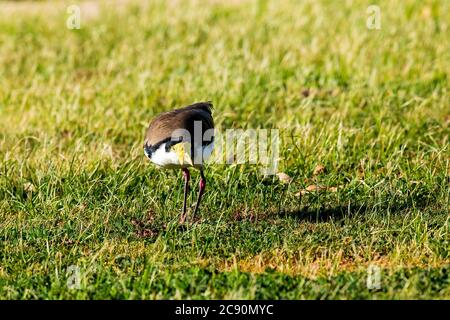 Adulte masqué Lapwing (Vanellus Miles) regardant vers l'avant Banque D'Images