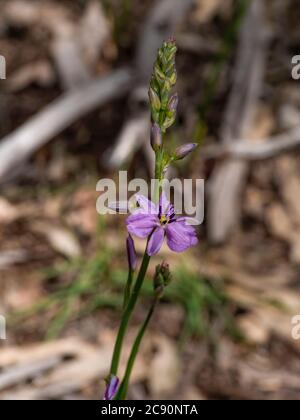 La fleur de la plante indigène australienne connue sous le nom de Chocolate Lily (Arthropodium strictum) Banque D'Images