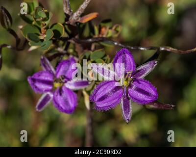 Le Thysanotus patersonii (Thysanotus patersonii) est une plante grimpante ou prostrate avec une tige verte et des fleurs violettes aux pétales bordés Banque D'Images