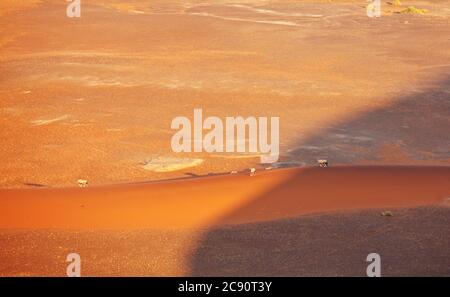 oryx dans le désert namibien, Afrique Banque D'Images