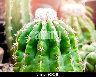 Cactus verts en gros plan en pot. Texture Cactus. Banque D'Images