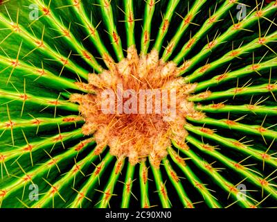 Texture de cactus verts en gros plan. Cactus thorn arrière-plan. Banque D'Images