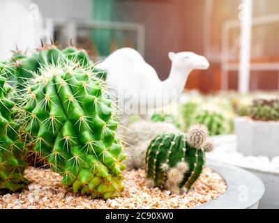 Gros plan Cactus vert de croissance en pot avec poupée de chameau blanche en céramique avec lumière du soleil. Banque D'Images