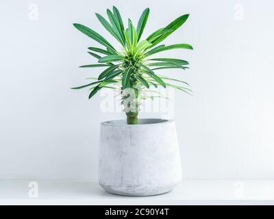 Cactus de palmier de Madagascar en ciment géométrique moderne sur étagère en bois blanc sur fond blanc. Pot en béton. Banque D'Images