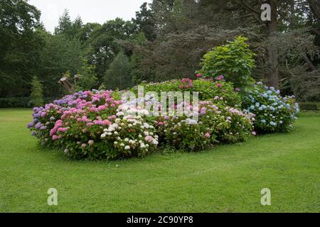 Fleurs d'été hauts en couleur de MOP tête d'hortensia arbustes dans un jardin des bois sur l'île d'Anglesey au pays de Galles, Royaume-Uni Banque D'Images