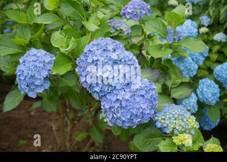 Fleurs d'été hauts en couleur de MOP tête d'hortensia arbustes dans un jardin des bois sur l'île d'Anglesey au pays de Galles, Royaume-Uni Banque D'Images