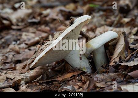 Champignon comestible Lactifluus piperatus dans la forêt de hêtres. Connu sous le nom de Milkcap poivré. Champignon blanc croissant dans les feuilles. Banque D'Images