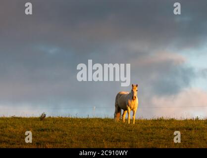 Riverstick, Cork, Irlande. 28 juillet 2020. Un cheval seul capturé tôt le matin dans la lumière sur les terres agricoles de Ringaskiddy, Co. Cork, Irlande. - Credit David Creedon / Alamy Live News Banque D'Images