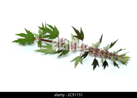 Motherwort, Leonurus cardiaca, queue de lions ou herbe de serrage de coeur. Les extraits de médicaments sont utilisés pour les plaintes de coeur nerveux et pour le traitement de l'hyperth Banque D'Images