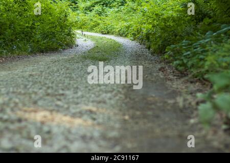 route de gravier qui s'enroule dans la forêt Banque D'Images