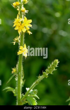 Agrimonie commune, Agrimonia eupatoria, aussi herbes ou Agrimonie. Comme médicament recueilli pendant la floraison et le segment séché Agrimoniae herba servir. Il h Banque D'Images