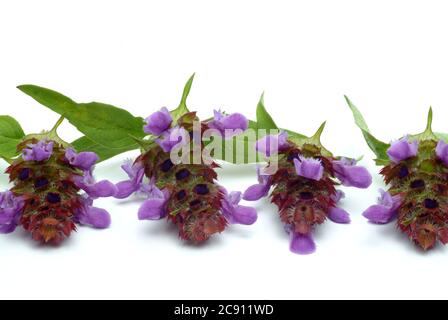 Petit Braunelle même Brunelle, Prunella vulgaris. Plante médicinale: Ses huiles essentielles et tanins sont, entre autres, utilisés contre les maladies respiratoires A. Banque D'Images