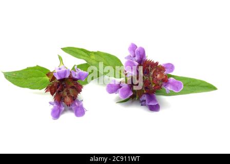 Petit Braunelle même Brunelle, Prunella vulgaris. Plante médicinale: Ses huiles essentielles et tanins sont, entre autres, utilisés contre les maladies respiratoires A. Banque D'Images