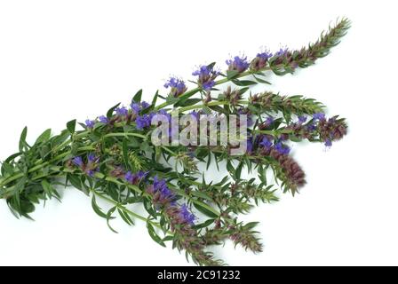 Hyssop, plante médicinale, usage médicinal, Hyssopus officinalis, hyssop, plante médicinale, herbe, Isopo / , Ysop, Heilpflanze, medizinische Verwendung, I Banque D'Images