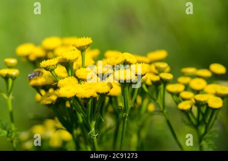 Tanaceum vulgare, macro ou gros plan de fleurs tansy communes Banque D'Images