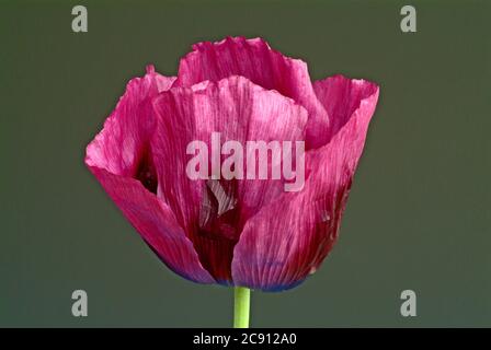Pavot bleu, pavot à opium, Papaver somniferum. La plante exécute un latex, qui est appelé en forme sèche opium. Une capsule de semence fournit environ 20-50 mg r Banque D'Images