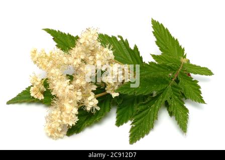 Vrai doux de Meadowsuet, Filipendula ulmaria. Plante médicinale: L'histoire médicale est intéressante Meadowsweet, comme a longtemps été acquis de leurs boutons de fleur sal Banque D'Images