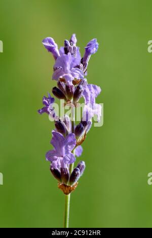 Lavandula angustifolia ou lavande étroite, Lavandula angustifolia, Syn. Lavandula officinalis, Lavandula vera. Fleurs de lavande légèrement apaisantes, bl§ Banque D'Images