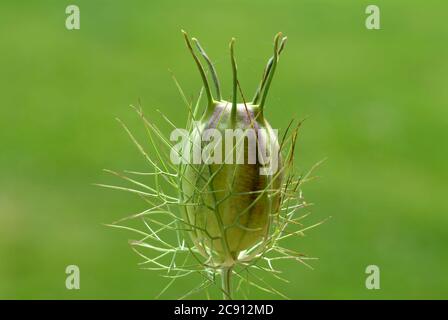 Nigella sativa, Nigella sativa. Depuis plus de 2,000 ans, le cumin noir est utilisé en Orient comme épice et médicament de type poivre. Huile de cumin pure noire Banque D'Images