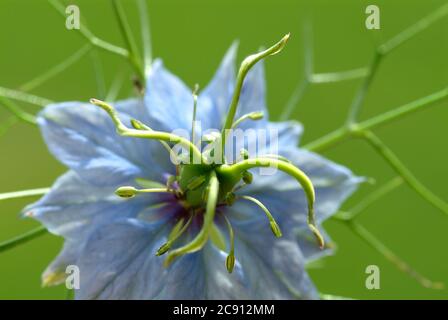 Nigella sativa, Nigella sativa. Depuis plus de 2,000 ans, le cumin noir est utilisé en Orient comme épice et médicament de type poivre. Huile de cumin pure noire Banque D'Images