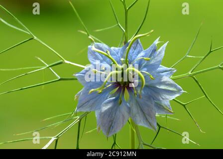 Nigella sativa, Nigella sativa. Depuis plus de 2,000 ans, le cumin noir est utilisé en Orient comme épice et médicament de type poivre. Huile de cumin pure noire Banque D'Images