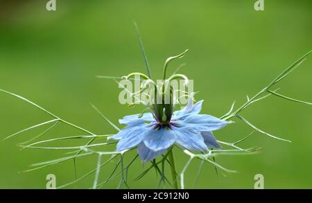 Nigella sativa, Nigella sativa. Depuis plus de 2,000 ans, le cumin noir est utilisé en Orient comme épice et médicament de type poivre. Huile de cumin pure noire Banque D'Images