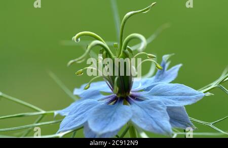 Nigella sativa, Nigella sativa. Depuis plus de 2,000 ans, le cumin noir est utilisé en Orient comme épice et médicament de type poivre. Huile de cumin pure noire Banque D'Images