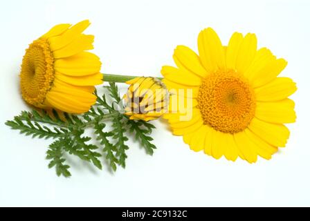 Faerberkamille, Anthemis tinctoria, Syn. Cota tinctoria, camomille de Dyer. La Faerberkamille est une ancienne plante de teinture, ses têtes de fleur sont utilisées pour le WO Banque D'Images