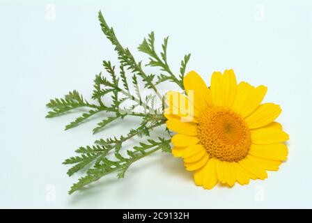 Faerberkamille, Anthemis tinctoria, Syn. Cota tinctoria, camomille de Dyer. La Faerberkamille est une ancienne plante de teinture, ses têtes de fleur sont utilisées pour le WO Banque D'Images