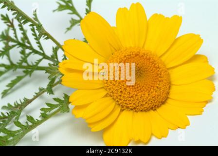 Faerberkamille, Anthemis tinctoria, Syn. Cota tinctoria, camomille de Dyer. La Faerberkamille est une ancienne plante de teinture, ses têtes de fleur sont utilisées pour le WO Banque D'Images