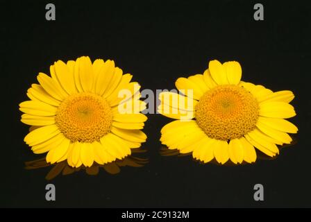 Faerberkamille, Anthemis tinctoria, Syn. Cota tinctoria, camomille de Dyer. La Faerberkamille est une ancienne plante de teinture, ses têtes de fleur sont utilisées pour le WO Banque D'Images