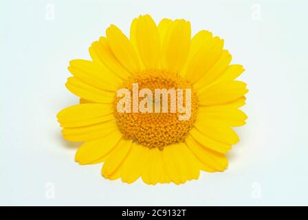 Faerberkamille, Anthemis tinctoria, Syn. Cota tinctoria, camomille de Dyer. La Faerberkamille est une ancienne plante de teinture, ses têtes de fleur sont utilisées pour le WO Banque D'Images