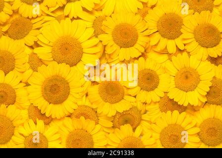 Faerberkamille, Anthemis tinctoria, Syn. Cota tinctoria, camomille de Dyer. La Faerberkamille est une ancienne plante de teinture, ses têtes de fleur sont utilisées pour le WO Banque D'Images