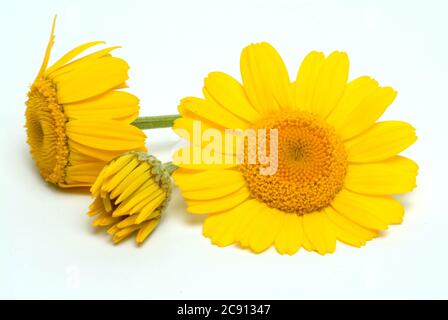 Faerberkamille, Anthemis tinctoria, Syn. Cota tinctoria, camomille de Dyer. La Faerberkamille est une ancienne plante de teinture, ses têtes de fleur sont utilisées pour le WO Banque D'Images