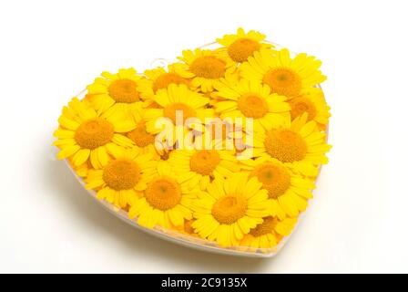 Faerberkamille, Anthemis tinctoria, Syn. Cota tinctoria, camomille de Dyer. La Faerberkamille est une ancienne plante de teinture, ses têtes de fleur sont utilisées pour le WO Banque D'Images