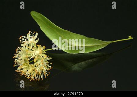 Tillons de tilleul d'été, Tilia platyphyllos, ont longtemps été utilisés comme remède, et encore aujourd'hui trouvé comme telle utilisation / , Lindenblueten der somme Banque D'Images