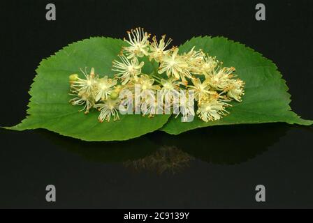 Tillons de tilleul d'été, Tilia platyphyllos, ont longtemps été utilisés comme remède, et encore aujourd'hui trouvé comme telle utilisation / , Lindenblueten der somme Banque D'Images