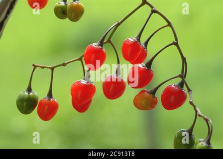 Amer Sweet NightShade, Solanum dulcamara. Parmi les noms communs figurent Alpranke, Bitter Sweet, Hirsch Herb Heischkraut, MICE Wood, Saurebe, Seidel Banque D'Images