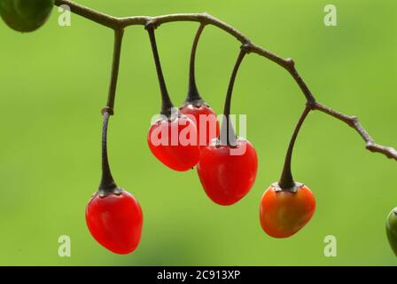 Amer Sweet NightShade, Solanum dulcamara. Parmi les noms communs figurent Alpranke, Bitter Sweet, Hirsch Herb Heischkraut, MICE Wood, Saurebe, Seidel Banque D'Images