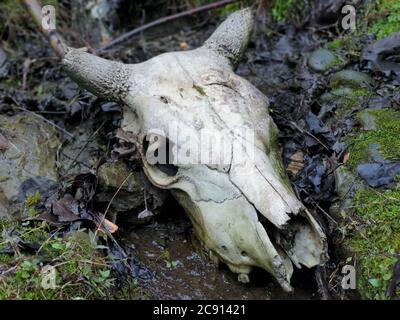OS de crâne d'animal OS Real Buffalo à vendre crâne d'animal réel à vendre l'os oiseau et os crâne et crossos symbolisme humain, jolly Roger Banque D'Images