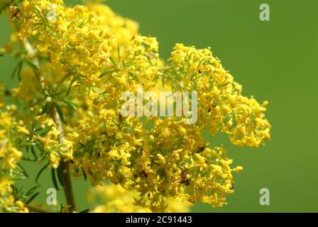 Verge rouge commune, verge rouge commune ou verge rouge véritable, Solidago virgaurea. Goldenrod est utilisé comme plante médicinale pour la maladie de la vessie et la maladie rénale Banque D'Images