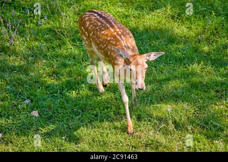 Cerf de Virginie sur le terrain vert Banque D'Images