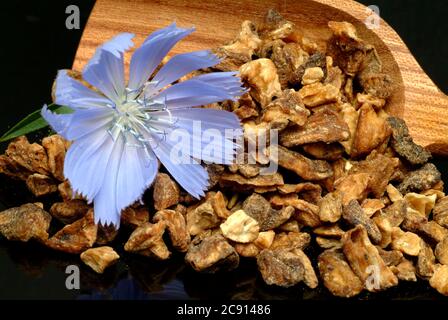 Racine séchée. Chicorée commune ou commune, Cichorium intybus et chicorée. Cette plante est utilisée depuis le Moyen Age pour la fabrication de médicaments. Po Banque D'Images