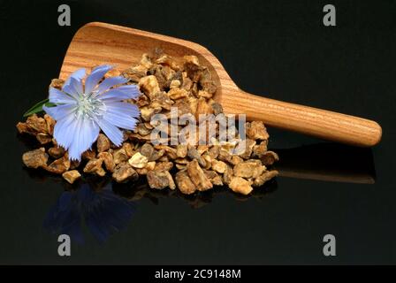 Racine séchée. Chicorée commune ou commune, Cichorium intybus et chicorée. Cette plante est utilisée depuis le Moyen Age pour la fabrication de médicaments. Po Banque D'Images