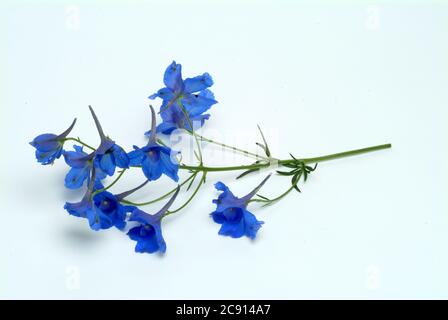 Champ ordinaire larkspur, Consolia regalis, Syn .: Delphinium consolida, Larkspur arable. Auparavant, les fleurs à faible alcaloïde comme remèdes étaient des franges Banque D'Images