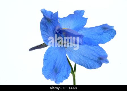 Champ ordinaire larkspur, Consolia regalis, Syn .: Delphinium consolida, Larkspur arable. Auparavant, les fleurs à faible alcaloïde comme remèdes étaient des franges Banque D'Images